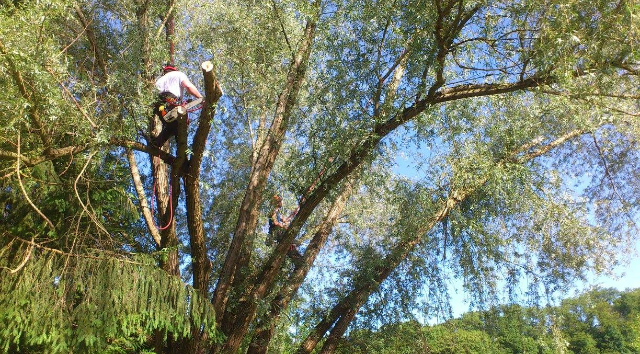taille d'arbre