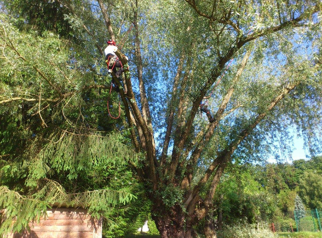 taille d'arbre 2