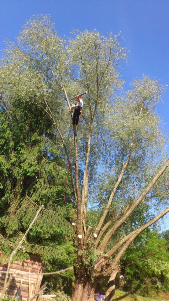 taille d'arbre 3