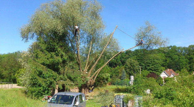 taille d'arbre 4