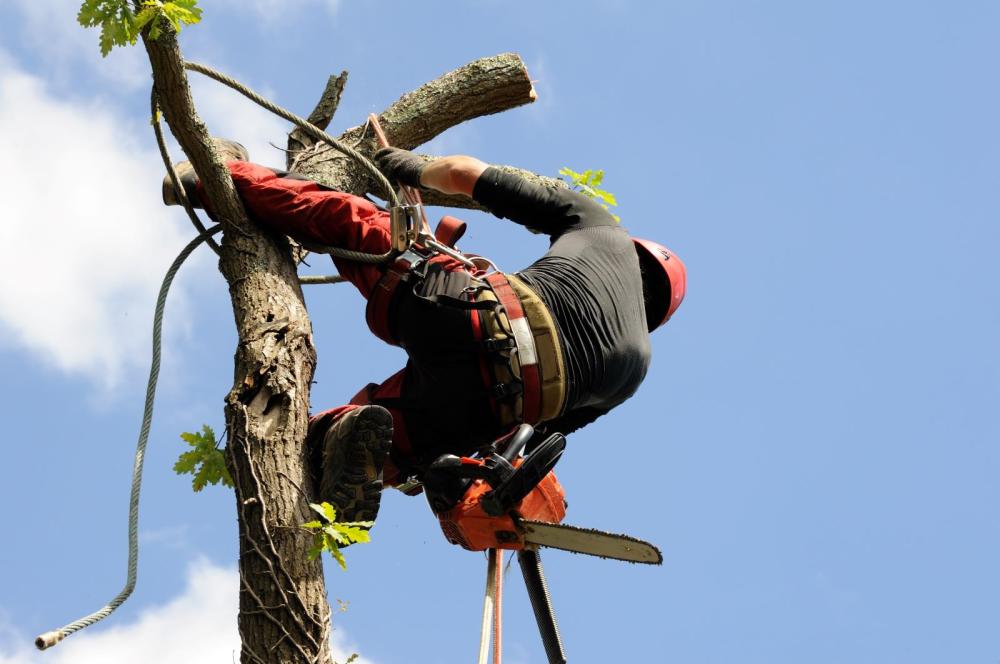 élagage d'arbre à Grandfontaine-sur-Creuse