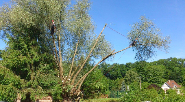 taille d'arbre 15