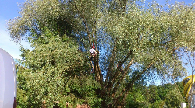 taille d'arbre 14