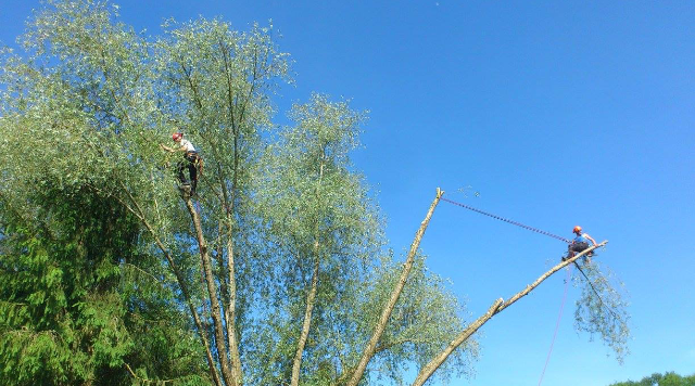 taille d'arbre 13