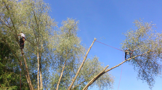 taille d'arbre 12