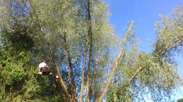 taille d'arbre 11