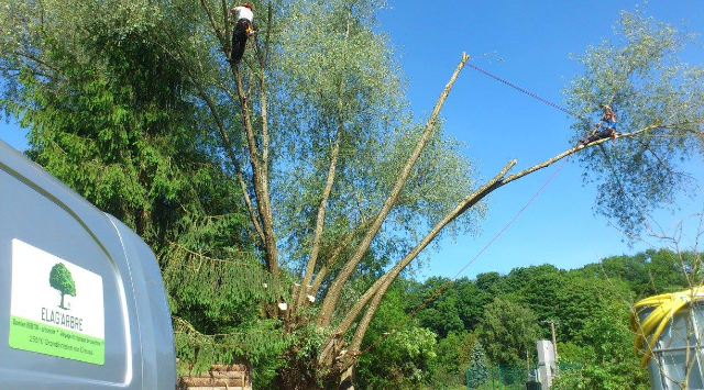 taille d'arbre 5