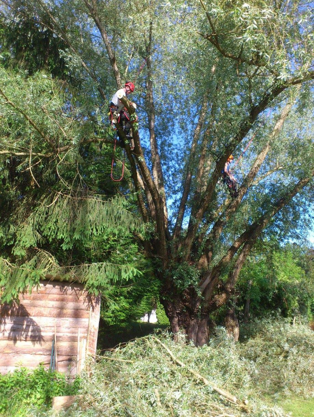 taille d'arbre 6