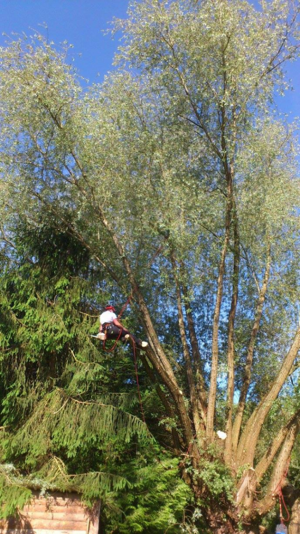 taille d'arbre 8
