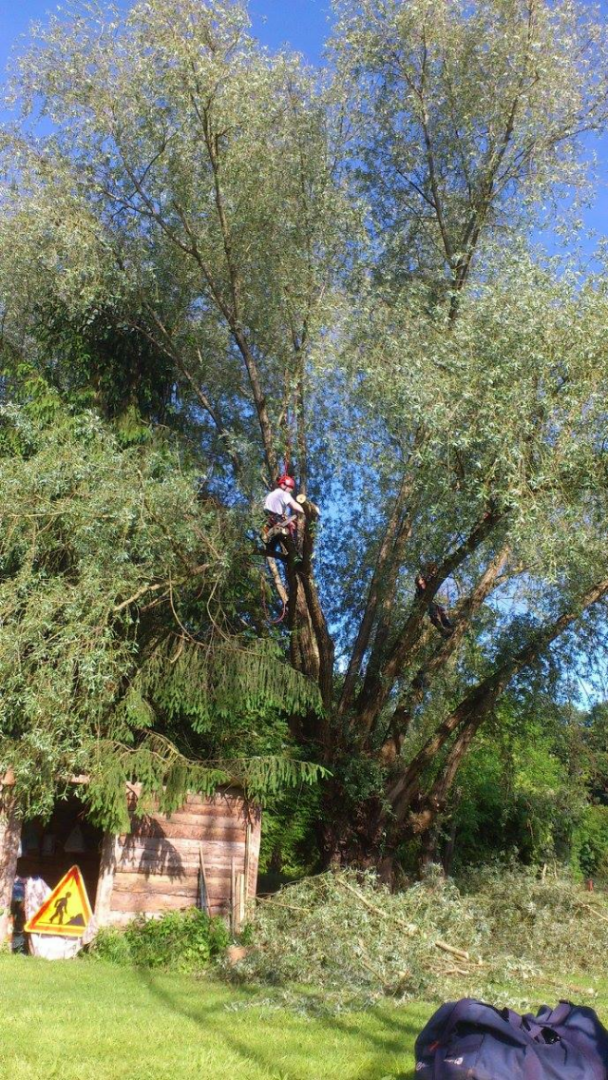 taille d'arbre 9