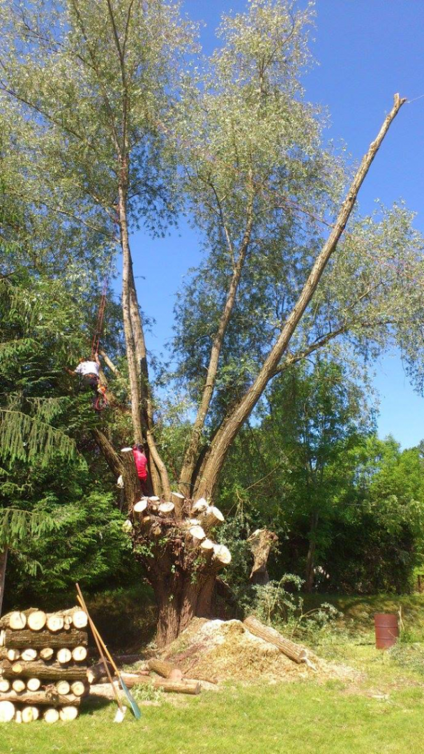 taille d'arbre 10