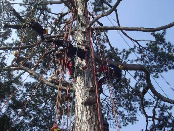 arboristes grimpeurs
